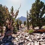 Prometheus_Wheeler bristlecone pine